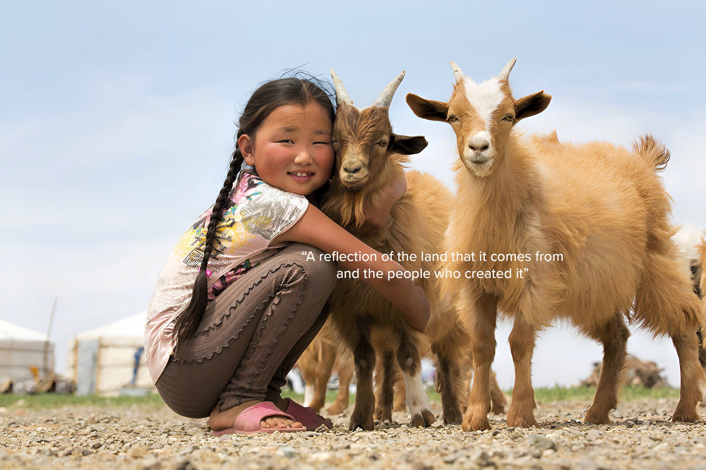 Cashmere goats with a mongolian child